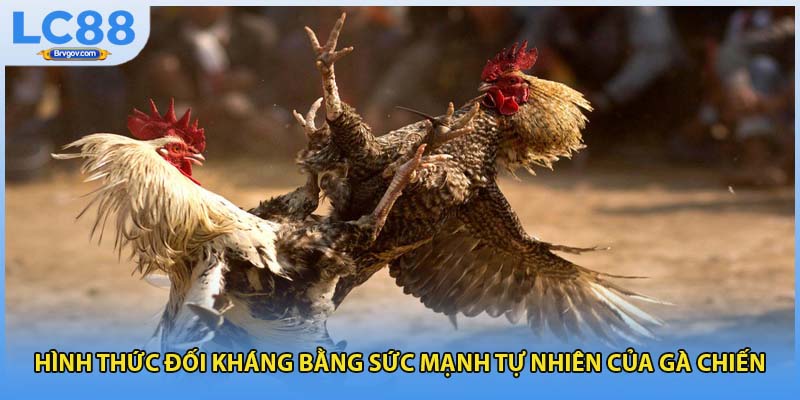 Hình thức đối kháng bằng sức mạnh tự nhiên của gà chiến
